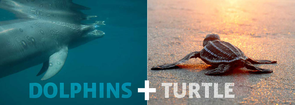 dolphin_turtle