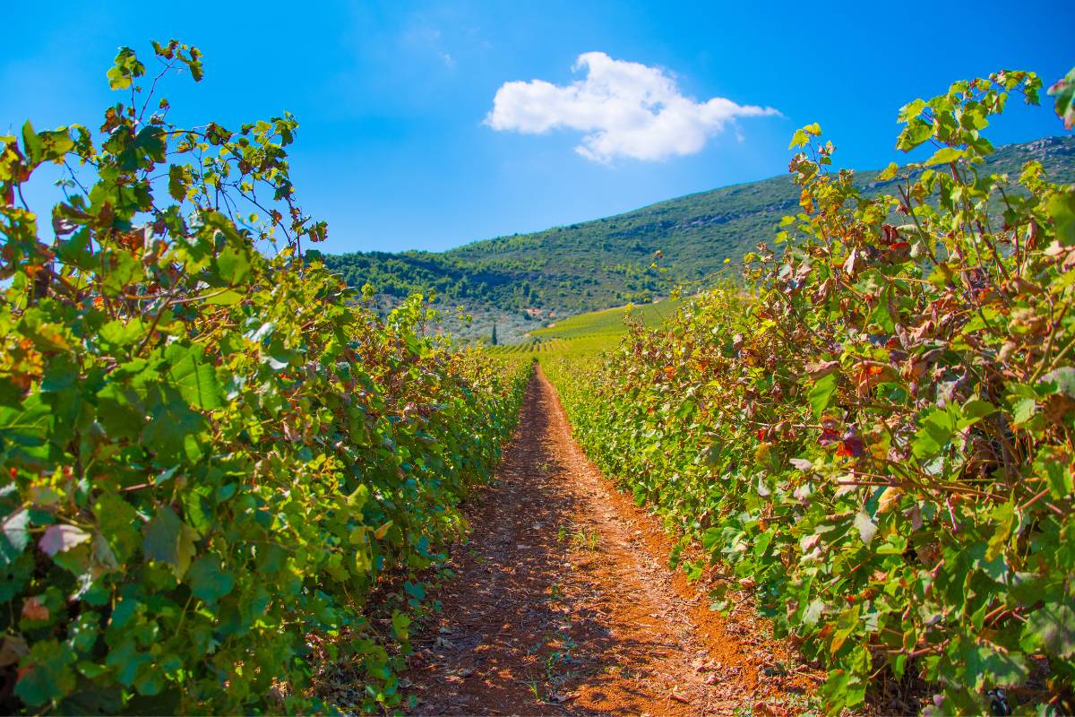 Nemea Wine Making Region Peloponesse Costa Vasia